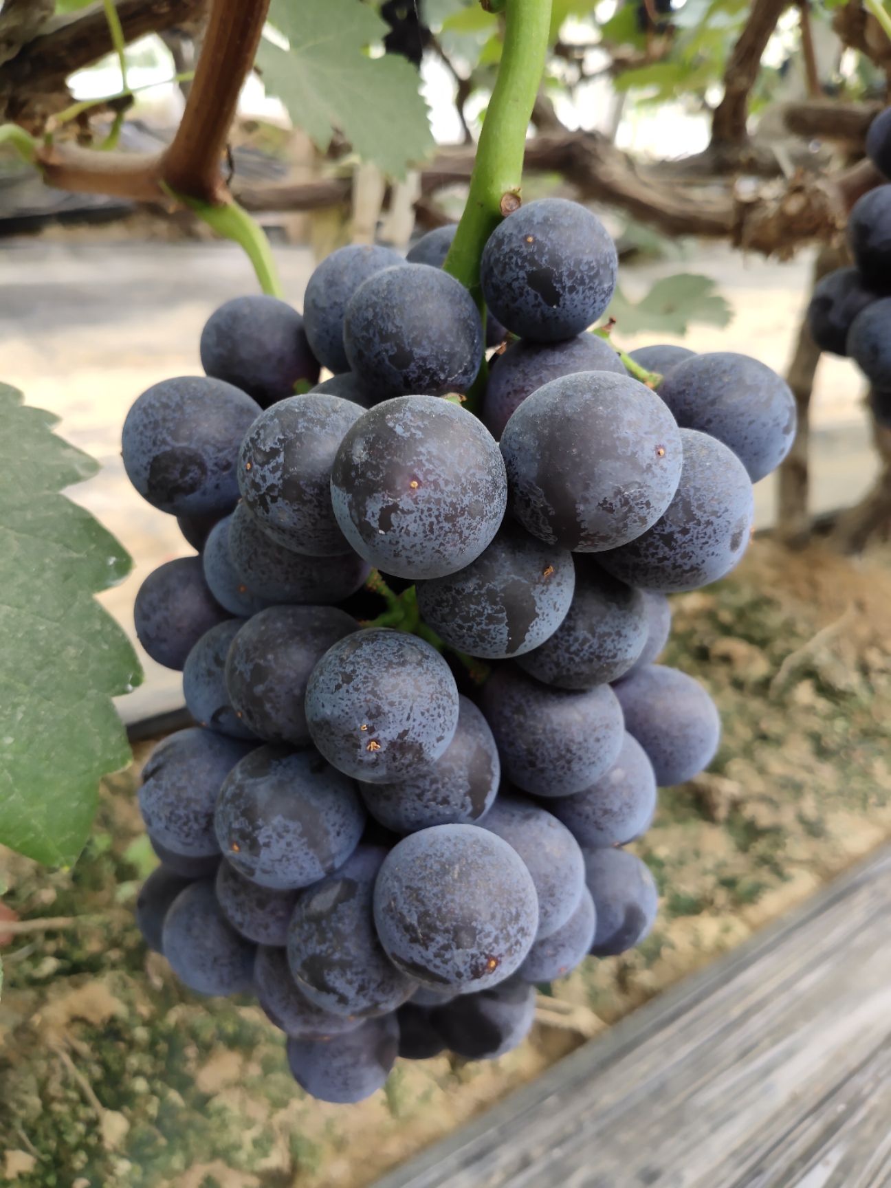 玫瑰香葡萄 大棚 夏黑   以上上市