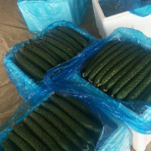 莘县 精品黄瓜大量市