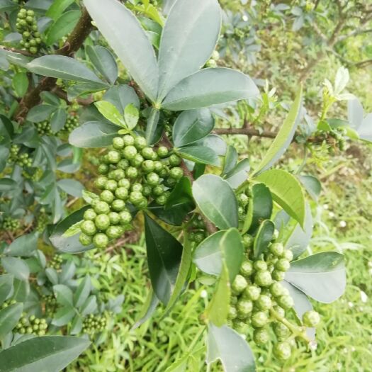 湄潭县 鲜生花椒