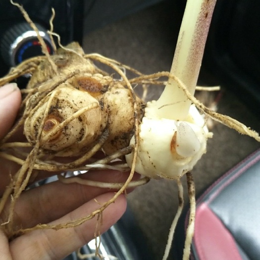 丽水 多花黄精，鸡头黄精