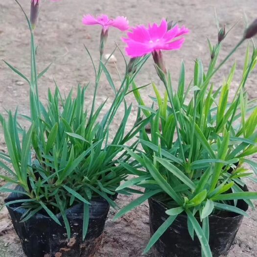青州市欧石竹  一款可以代替草坪的宿根开花植物，虽然是单瓣，但是花量超大