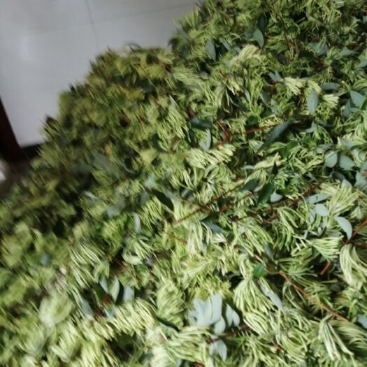 溆浦县 金银花苗