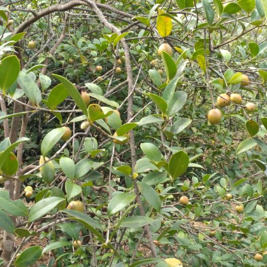 炎陵县茶叶籽油 天然野生茶籽油！