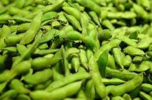 邳州市毛豆种子 九月寒毛豆种，现货！！！已经掺过药！！！