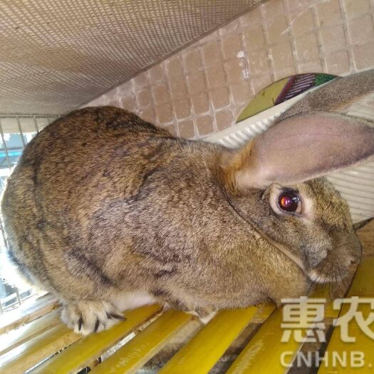 咸宁比利时兔 5斤以上
