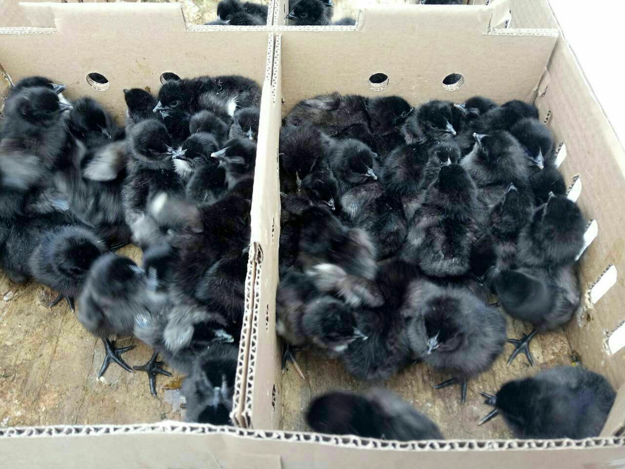 绿壳鸡苗  脱温一个月蛋鸡苗母苗