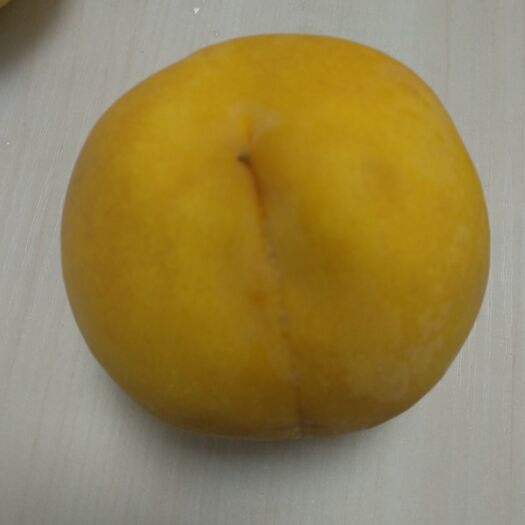 费县 黄桃成熟，个大、口感好，欢迎品尝！