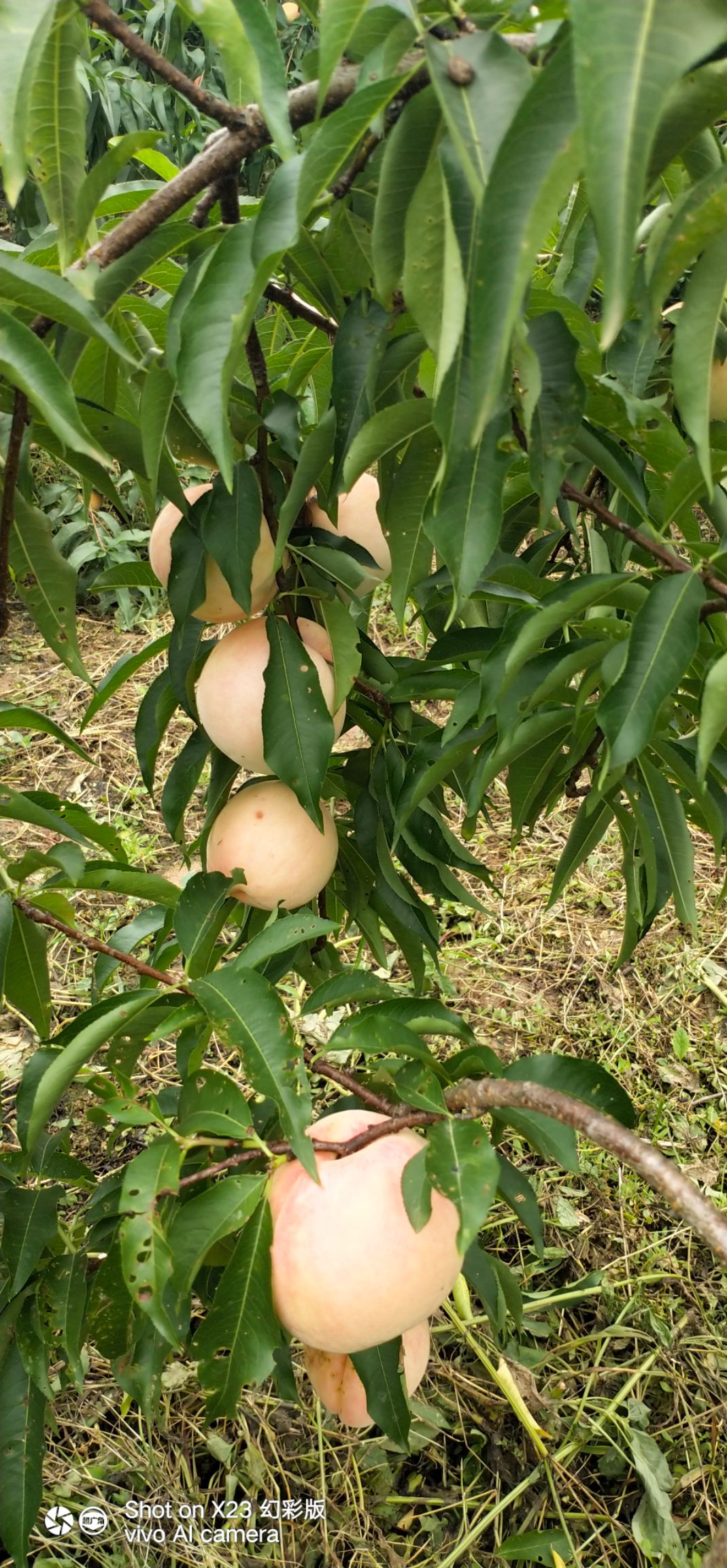 仙女脆桃 我种植的是六，七月份早晚季（梯子坎）脆桃，特征是香 甜 脆。