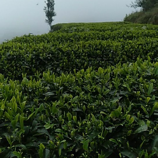古丈县高山绿茶 古丈毛尖，高山云雾茶，一手货源，自产自销