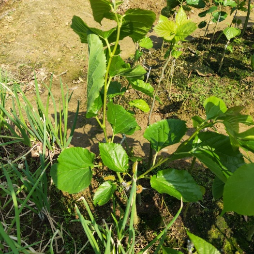 灵山县长果桑
