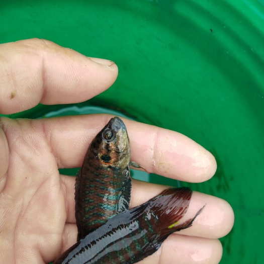 桂林圆尾斗鱼  斗鱼