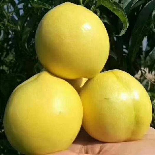 蒙阴县 甜黄金，香甜可口风味独特