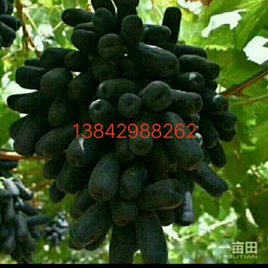 兴城市蓝宝石葡萄苗  甜蜜蓝宝石嫁接葡萄苗