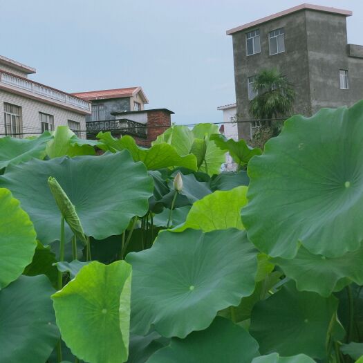 荔浦市 超级粉，煮汤，炒菜超级好吃的莲藕，欢迎订购长期供应