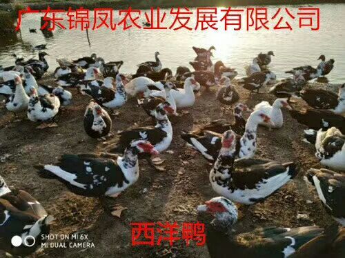 高州市 西洋鸭苗