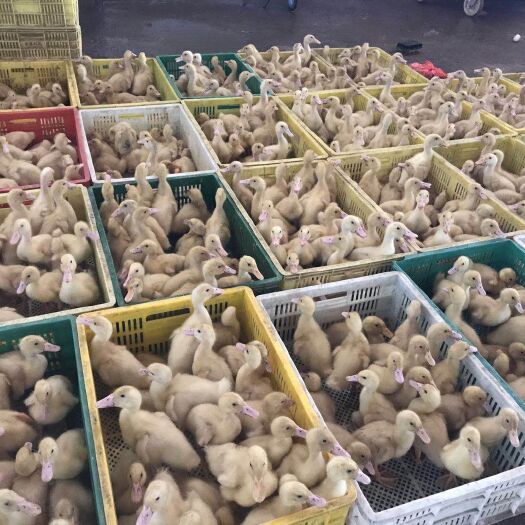 昆明 桂柳鸭苗，诚信经营，假一赔十，疫苗包打，路上运死包赔。