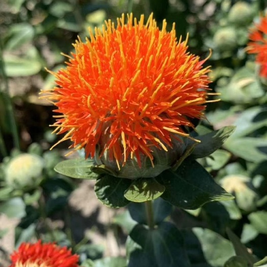  新疆伊犁红花