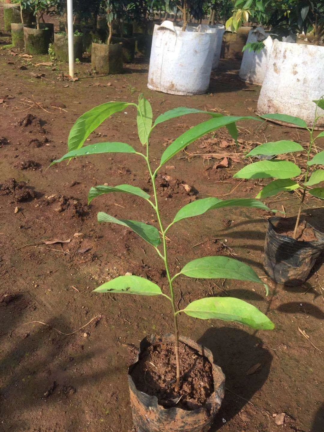 释迦果苗 红皮释迦果