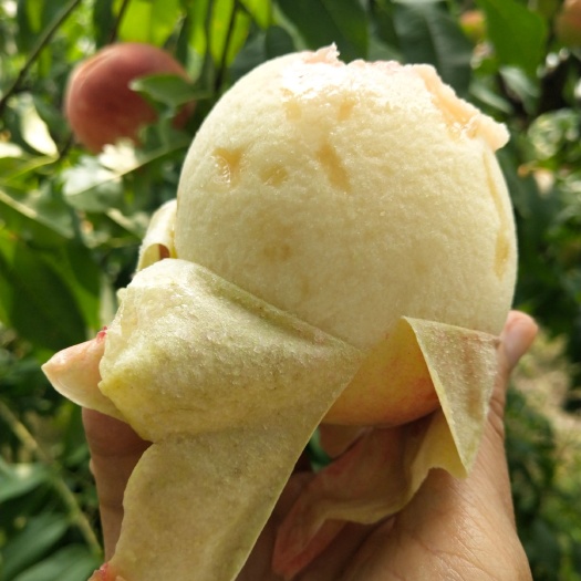 无锡阳山水蜜桃  70mm以上 5两 每箱8颗，每颗约5两