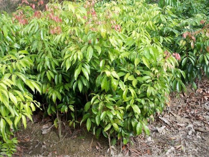 灵山县 桂味荔枝苗