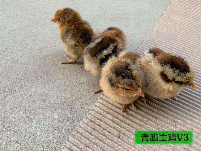 昆明 青脚土鸡苗，一手货源，诚信经营，假一赔十，包活到家。