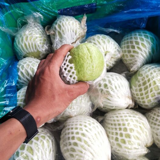 广州白心番石榴 大量供应，靓货