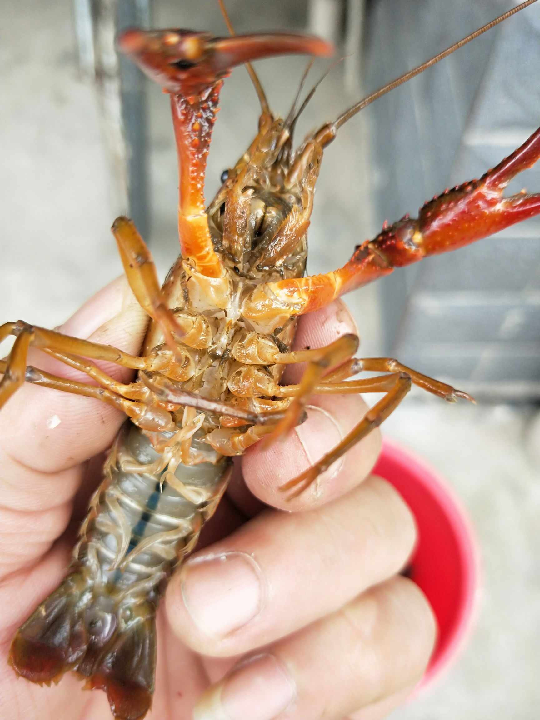 青壳小龙虾 洞庭湖纯*生湖虾