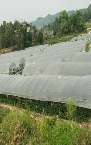 重庆市钢管大棚 蔬菜大棚 瓜果大棚 花卉大棚 养殖大棚