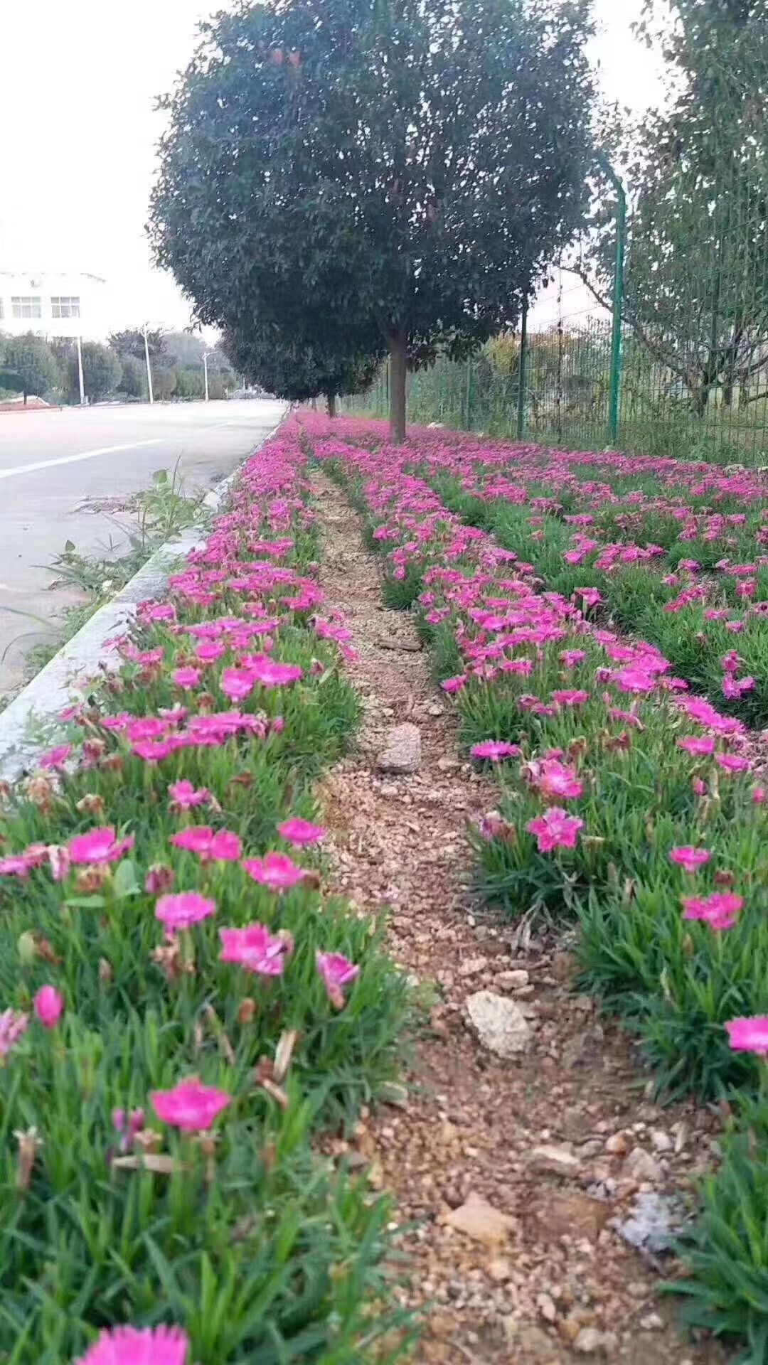 欧石竹  一款可以代替草坪的宿根开花植物，虽然是单瓣，但是花量超大