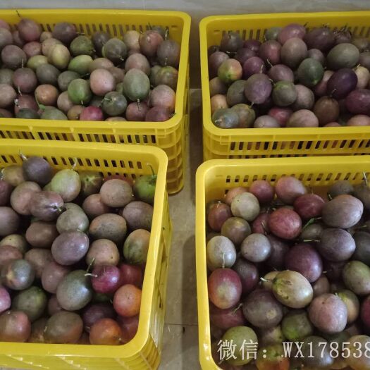 怀集县黄金百香果 每天1千斤出货