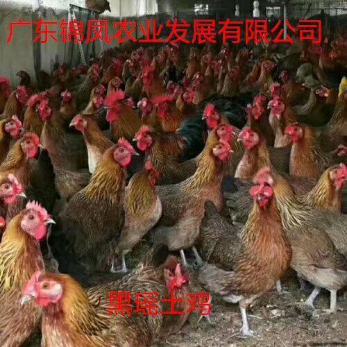 高州市黑瑶鸡苗 港丰黑瑶