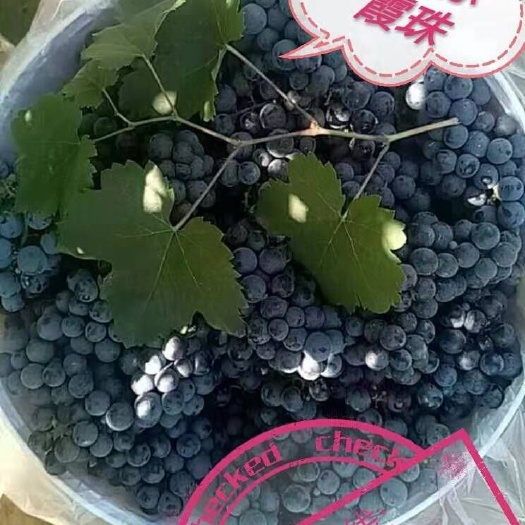 怀来县 30年老藤精选赤霞珠酿酒葡萄