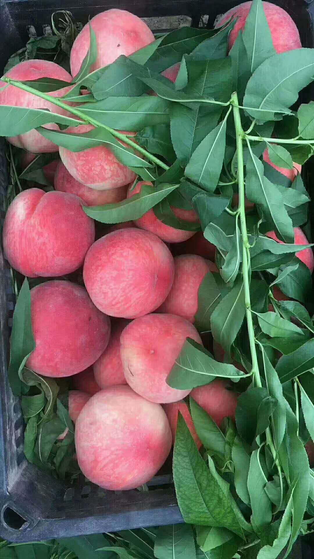 五月鲜桃 新鲜桃子，果肉饱满。水分充足