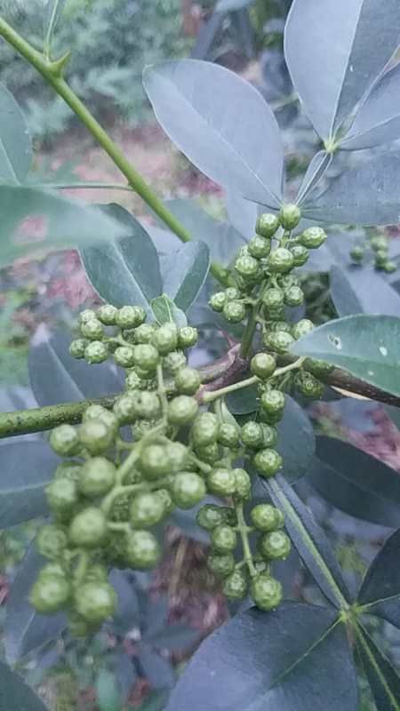 丹棱县 舌尖上的生态麻~鲜品藤椒