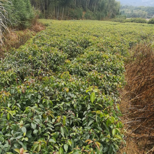 奉新县香樟小苗 江西香樟树苗 批发香樟苗价格 造林绿化香樟苗
