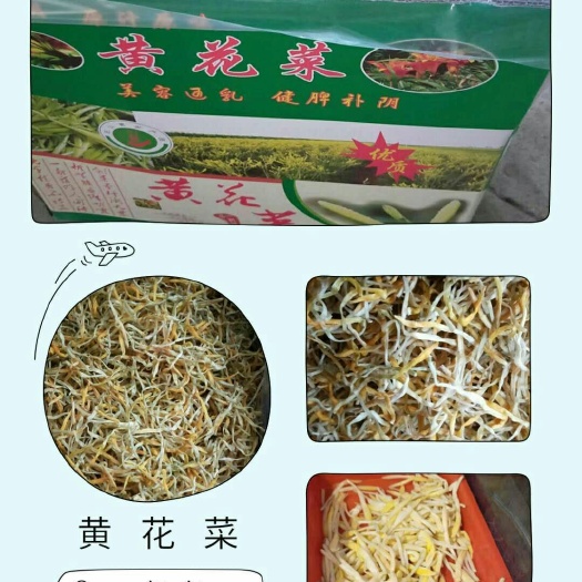 东莞市黄花菜