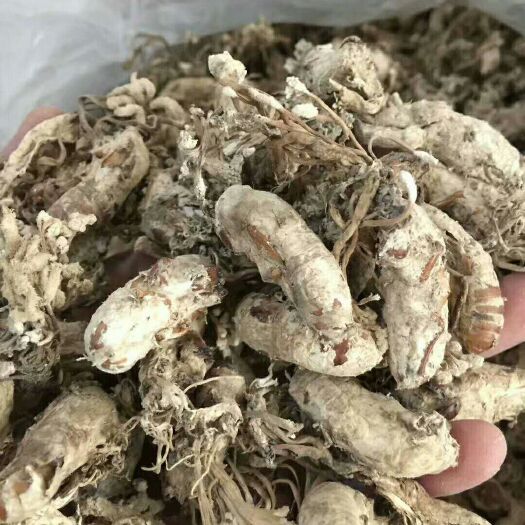 亳州 低价出售  金蝉花