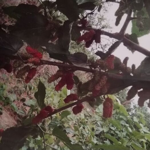赞皇县果桑苗