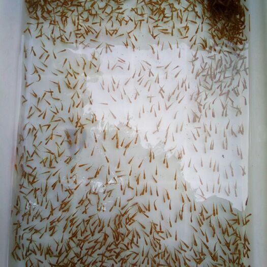 赣州淡水石斑鱼苗