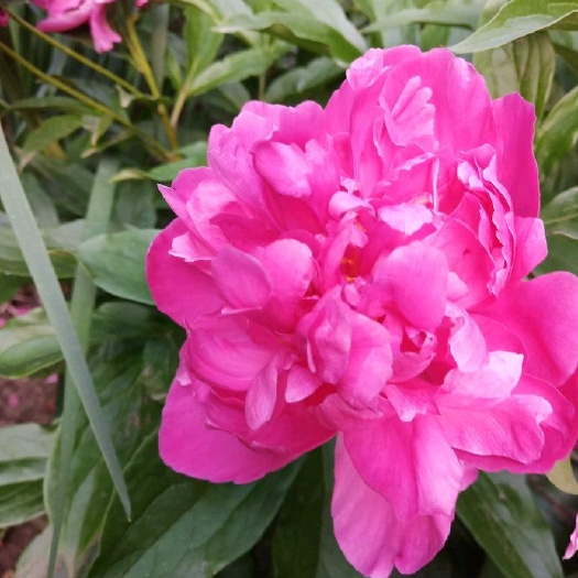 长春赤芍种苗 高产赤芍种子种苗(包回收)