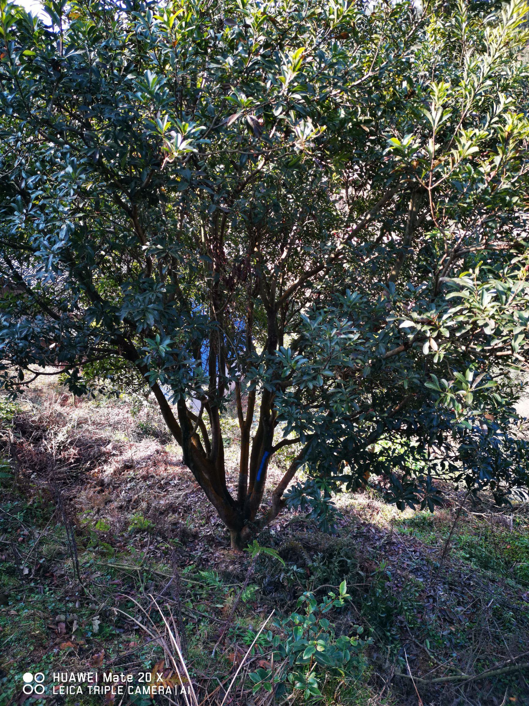  15--35公分断根杨梅树