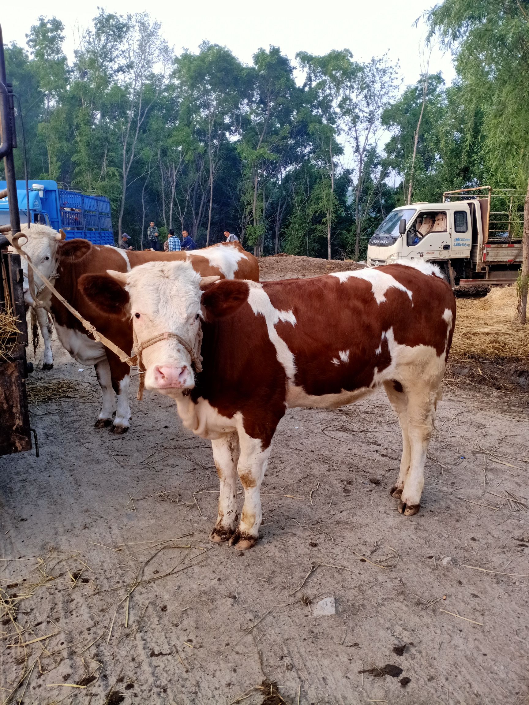 西门塔尔二岁的母牛种苗犊牛