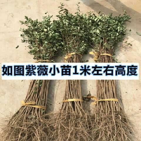 紫薇树 1.2-1.5米高的壮苗，2.5元一颗。大量发货