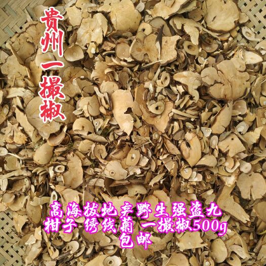 纳雍县绣线菊苗 贵州高海拔野生地产强盗九柑子  一撮椒  绣线菊5