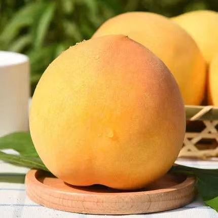 蒙阴县 蒙阴黄金蜜桃，五斤包邮