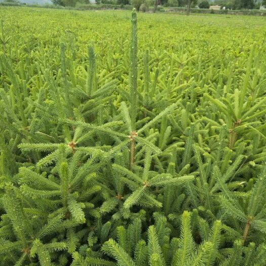 永登县 甘肃云杉