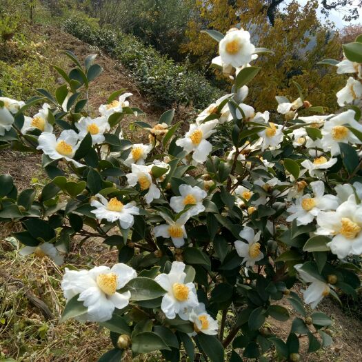 岳西县油茶籽  山区天然绿色健康压榨纯山茶籽油