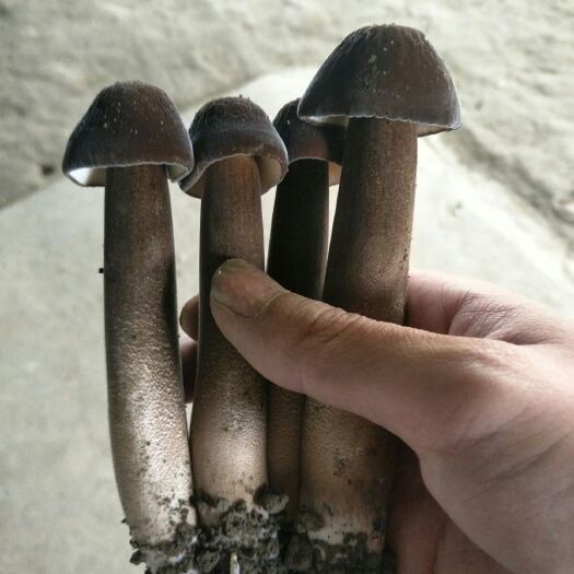 成都灌木林地 菇棚流转接手即可生产
