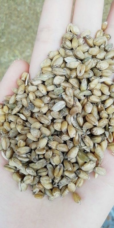 乾县混合小麦 芽麦
