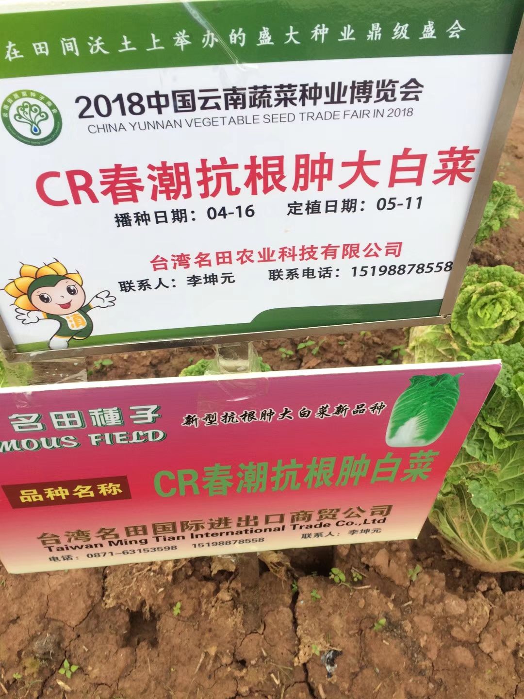 抗病性强，大白菜种子